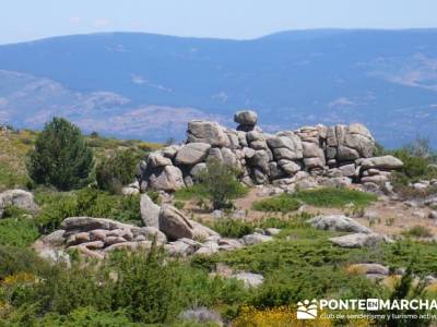 Pinar de Canencia y Mina de Plata del Indiano;viajes junio; floracion jerte